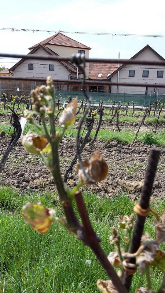 Penzion Kosik Tvrdonice Экстерьер фото